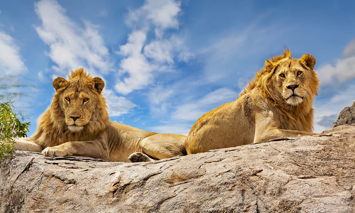 16 Days Rwanda, Uganda, Kenya, and Tanzania Safari