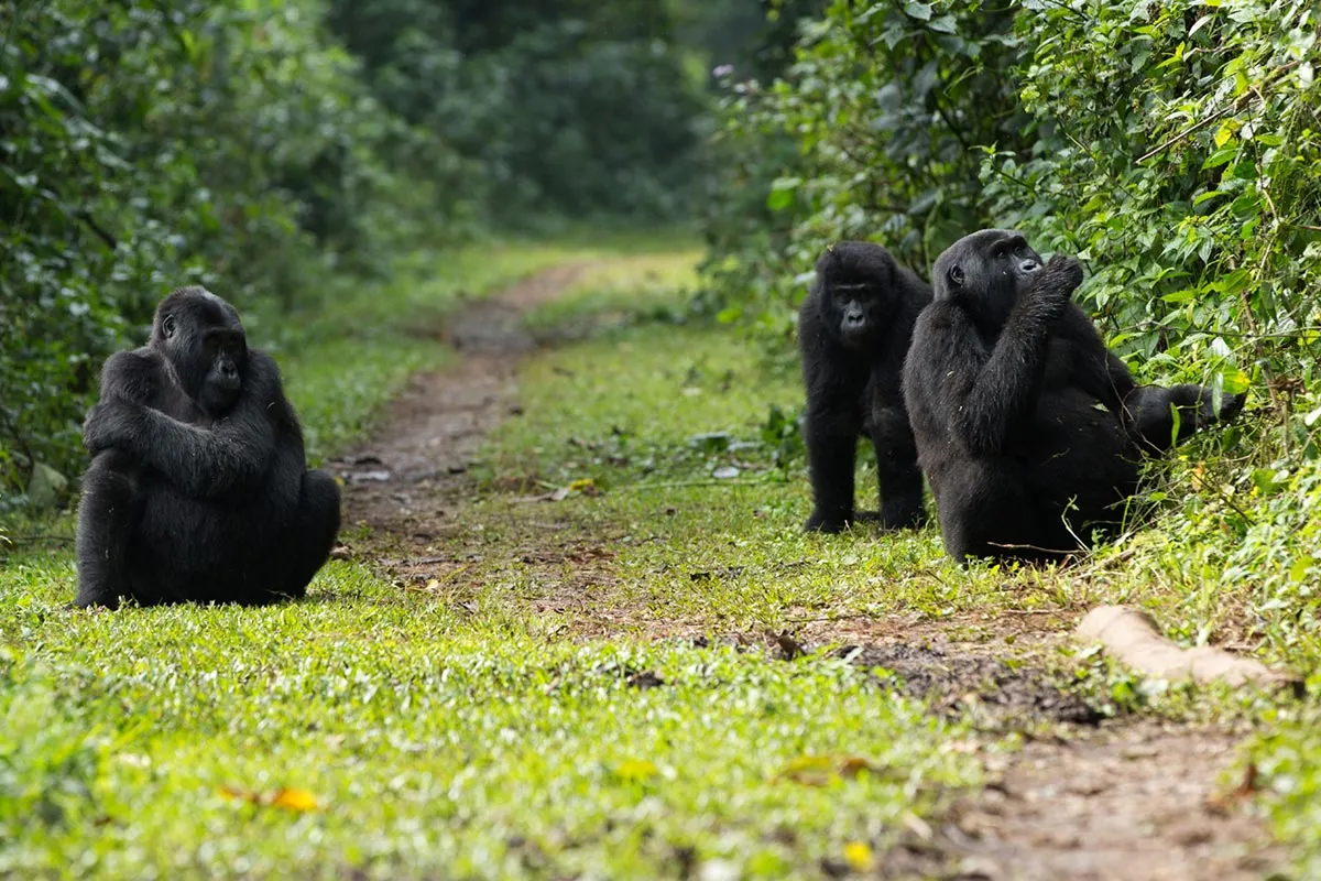 bwindi-forest_buhoma-gorillas