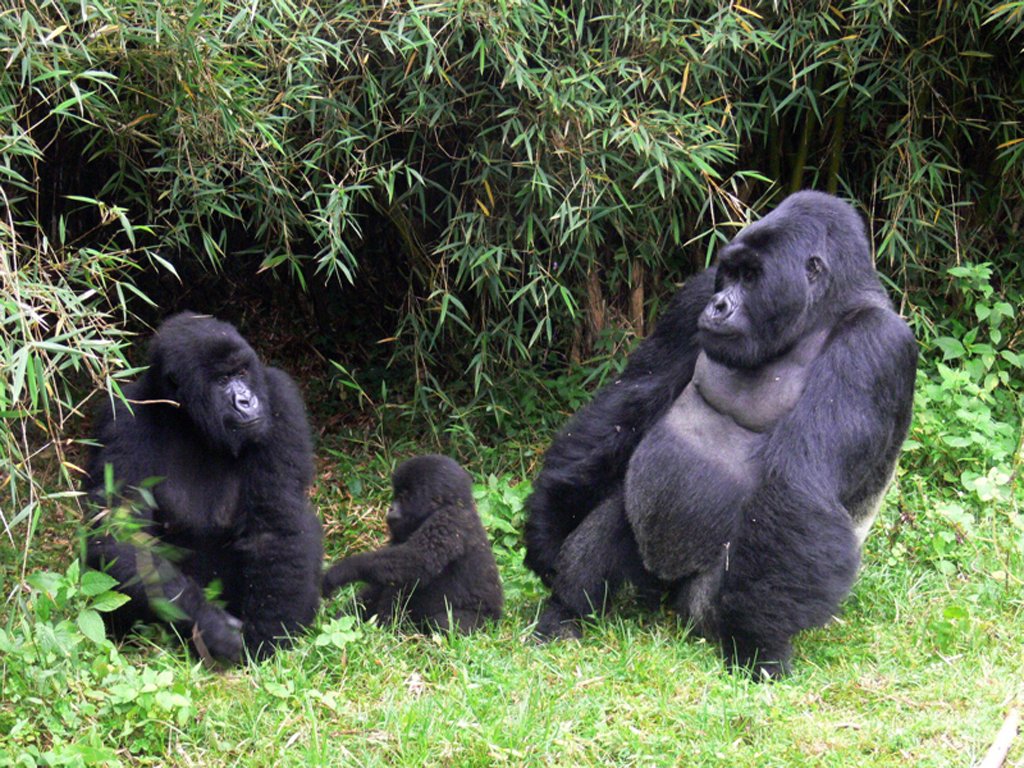 3 Days Gorilla safari​