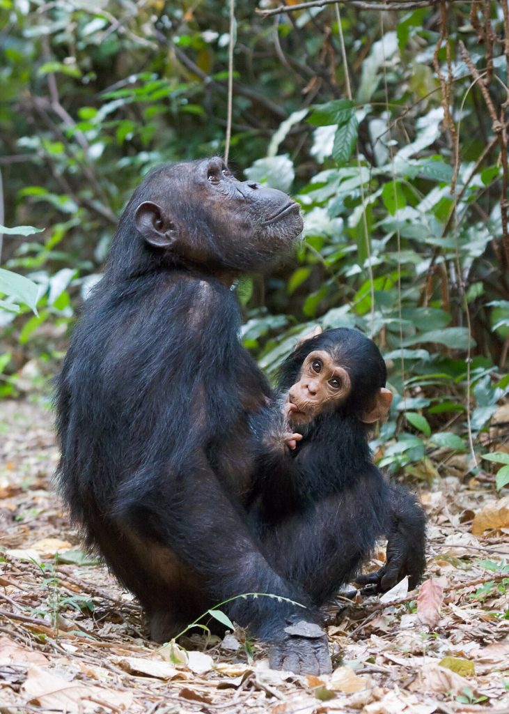 Tanzania Primate Safaris