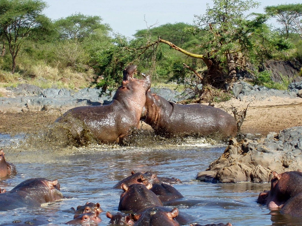 Ultimate Guide to Selous Game Reserve