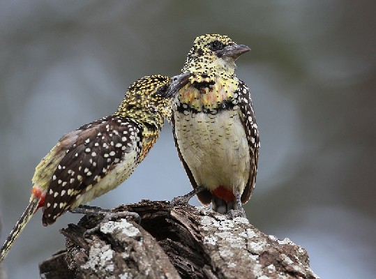 Barbet