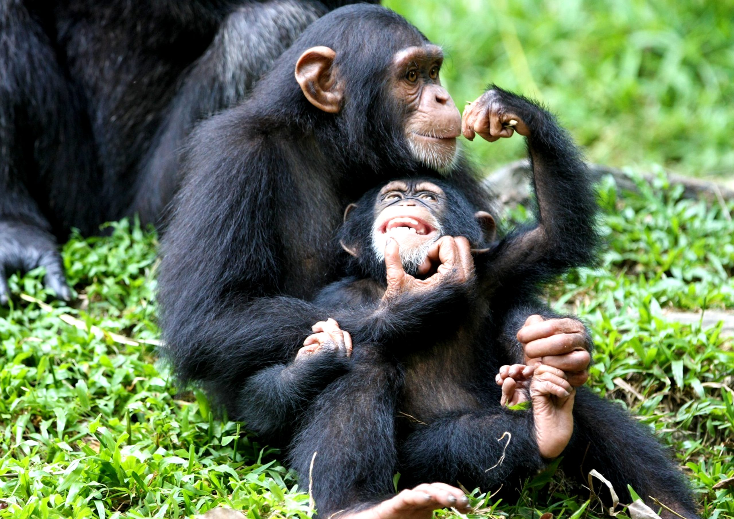 Chimpanzee trekking