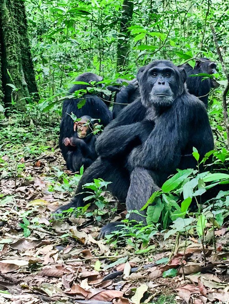 7 Days Uganda primates and wildlife Safari