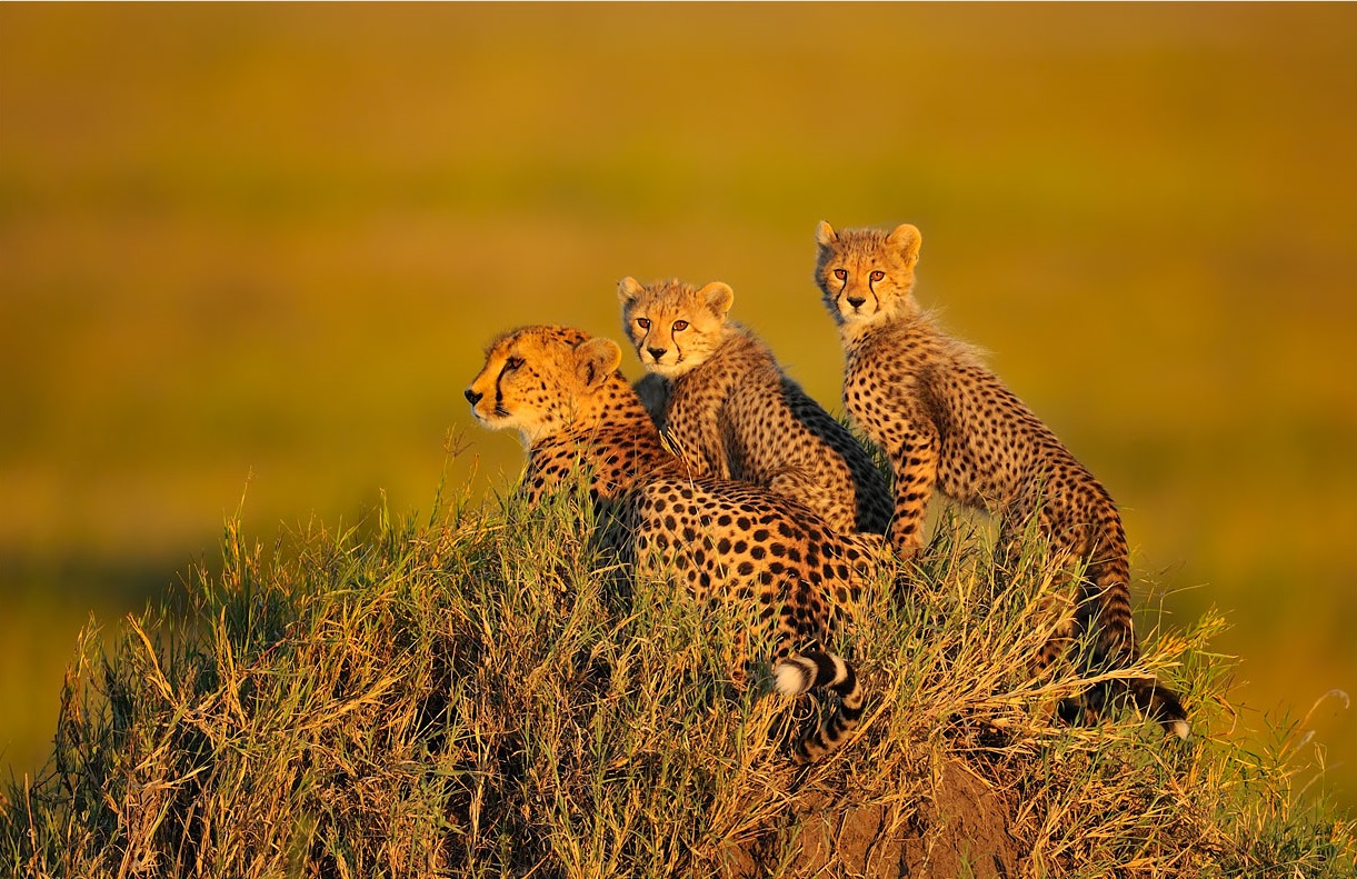 Cheetahs in Serengeti
