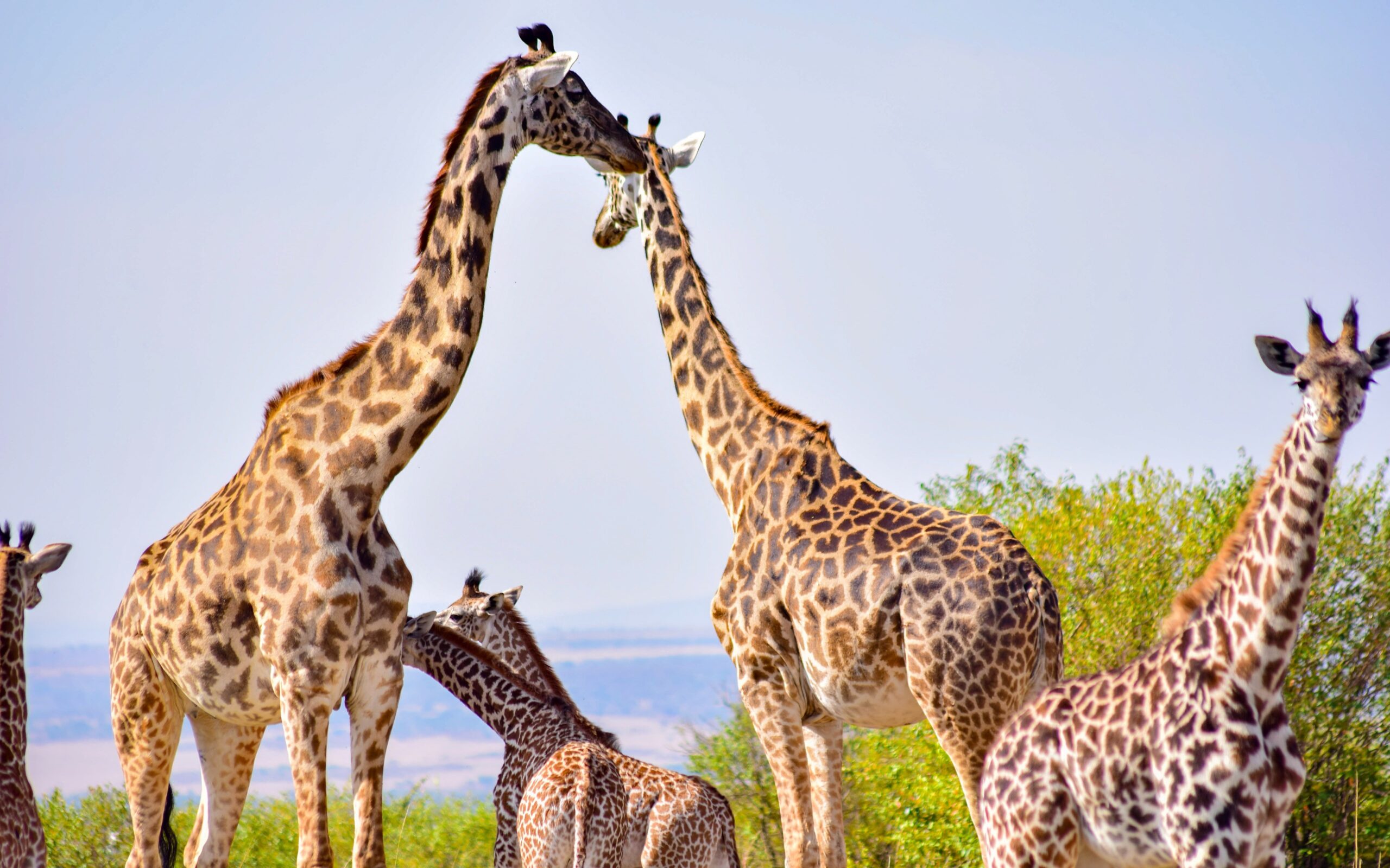 Giraffes