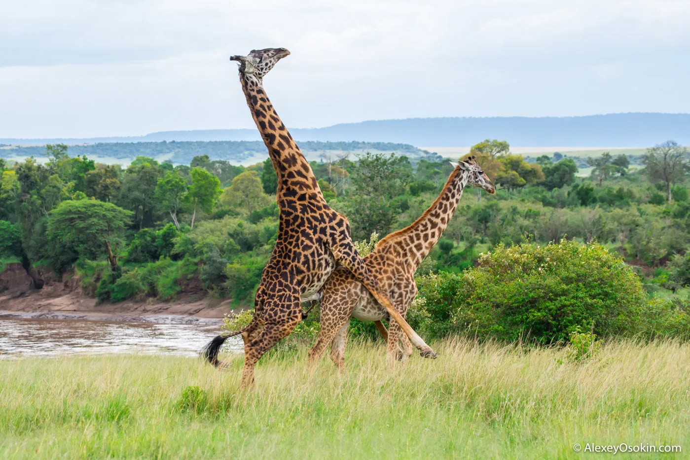 Giraffess