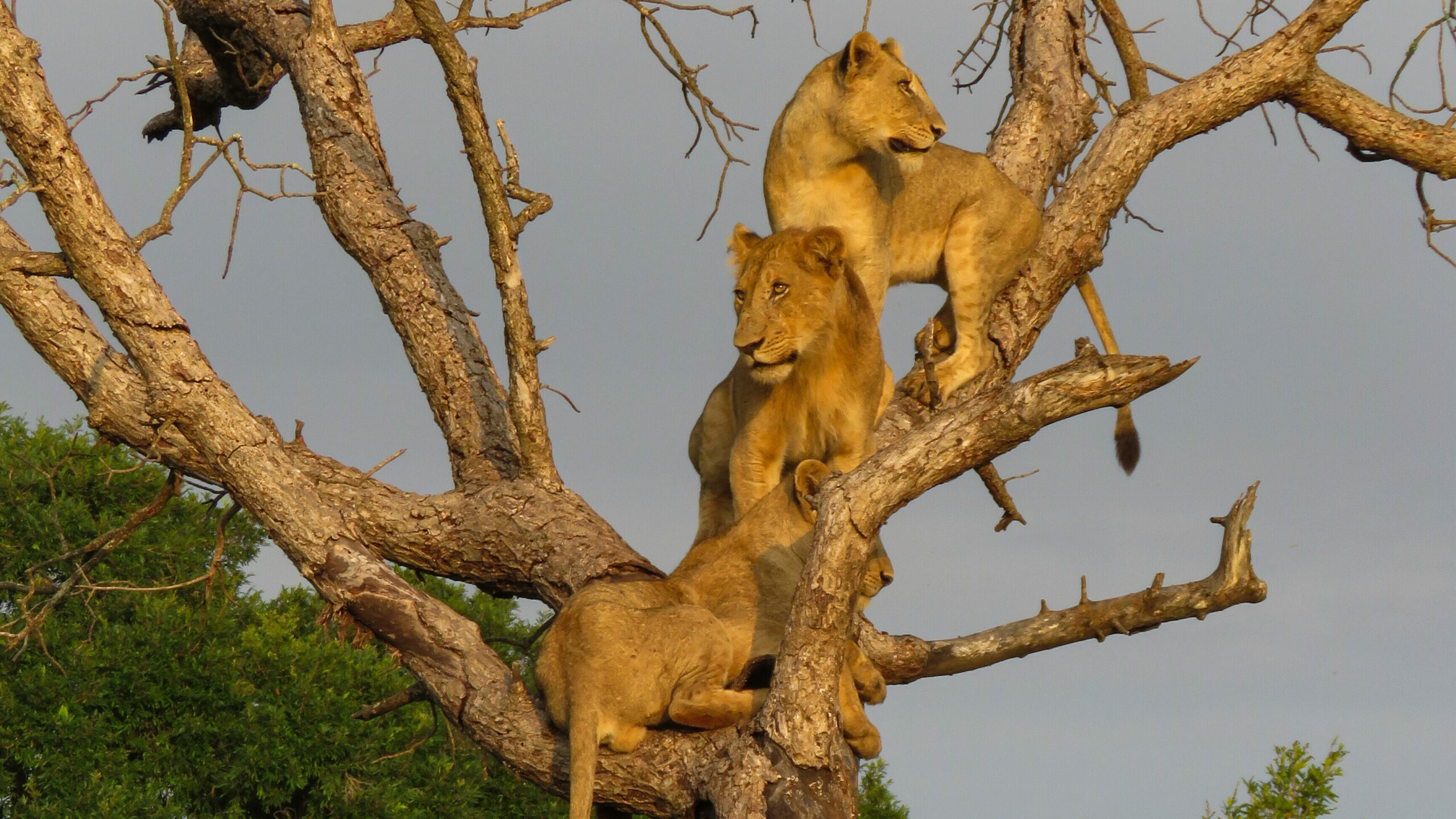 Tree climbing lions