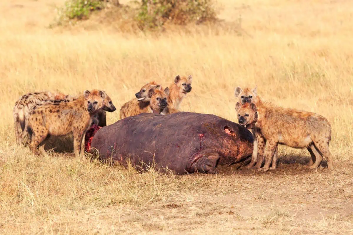 hyenas-eating-carcass