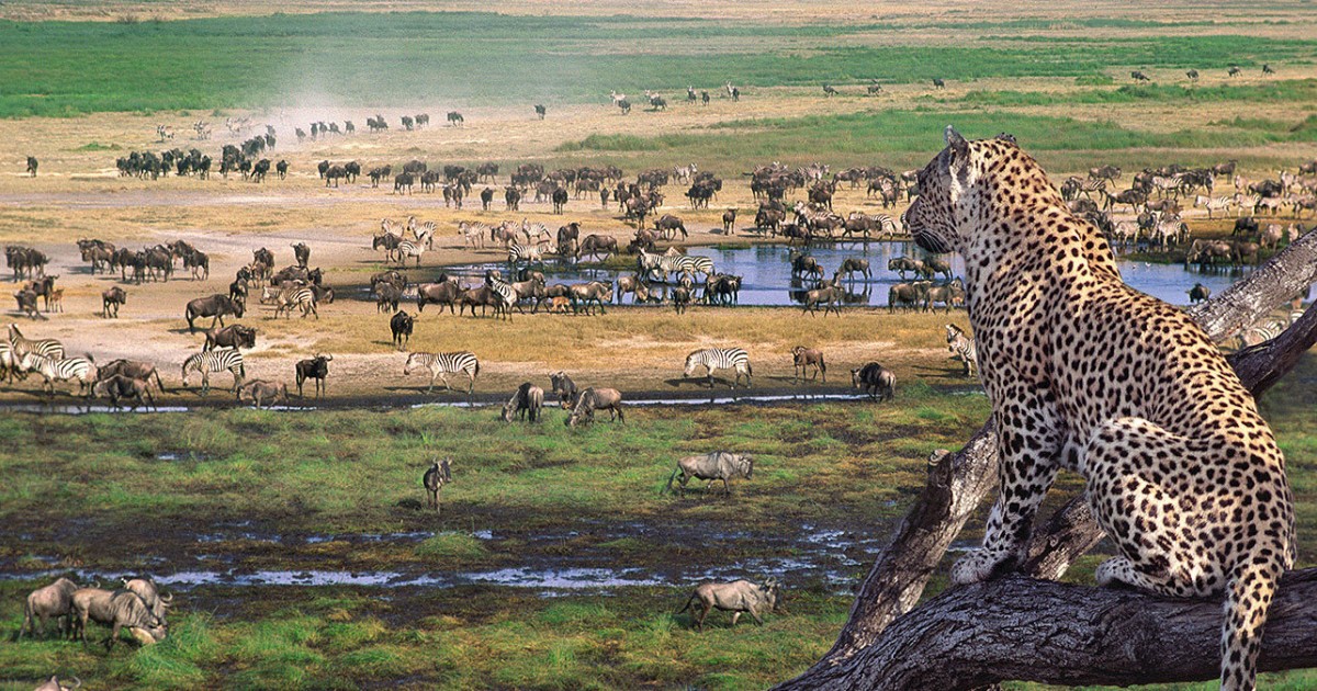 leopard