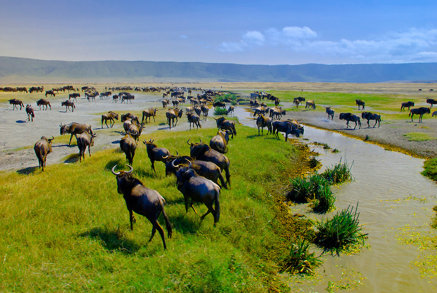 Large numbers of blue wildebeest (gnu), Ngorongoro Crater, Ngorongoro Conservation Area, Tanzania