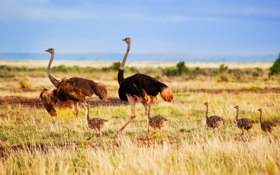 ostrich-family