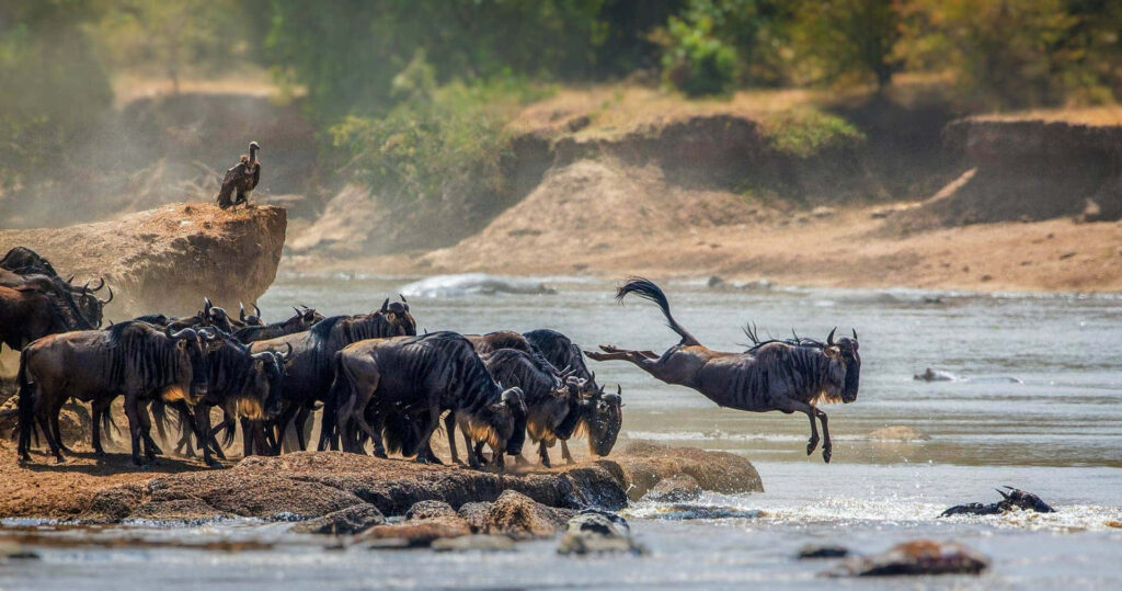 14 Days Rwanda, Kenya and Tanzania Safari