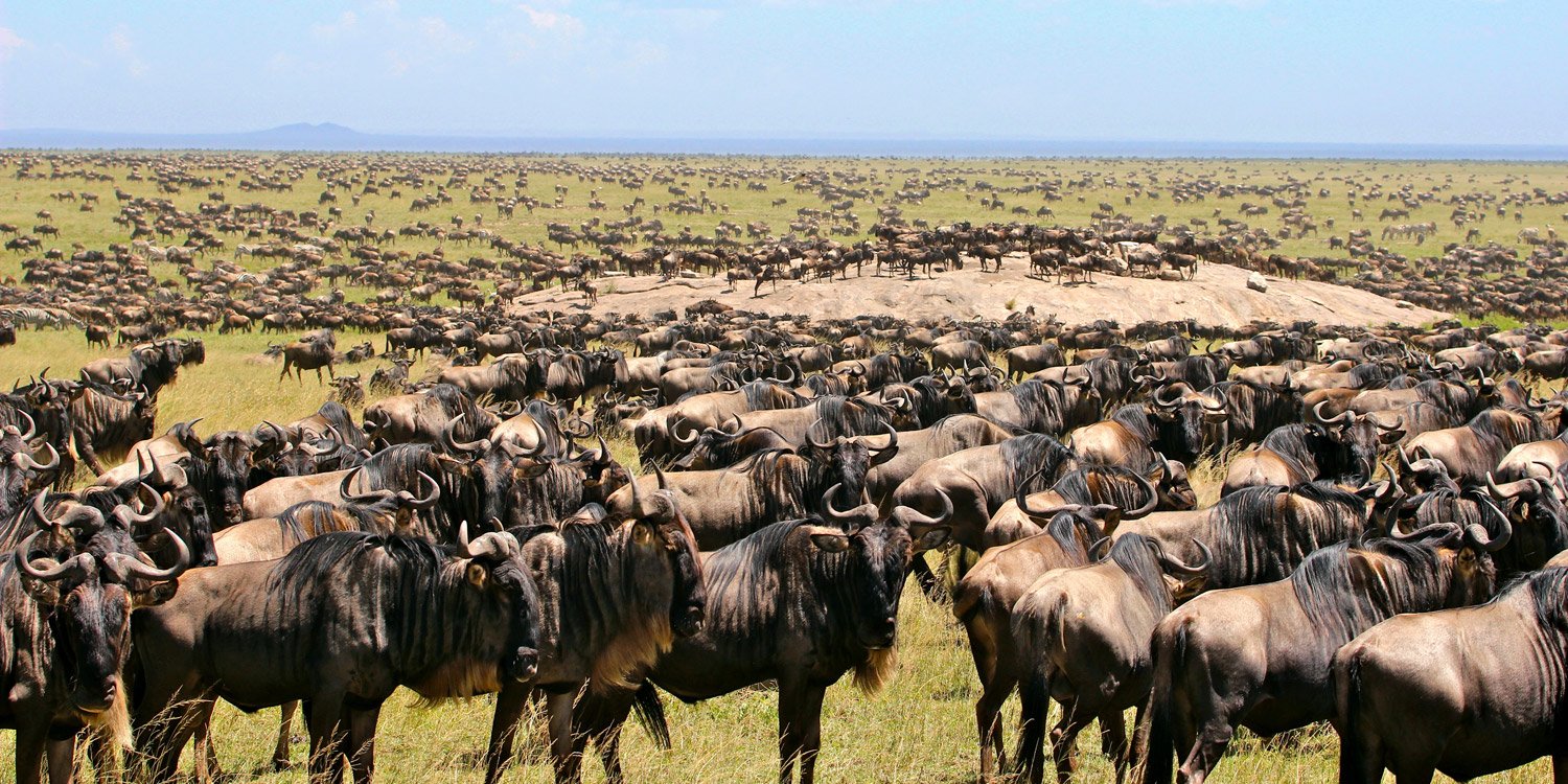 wildebeests