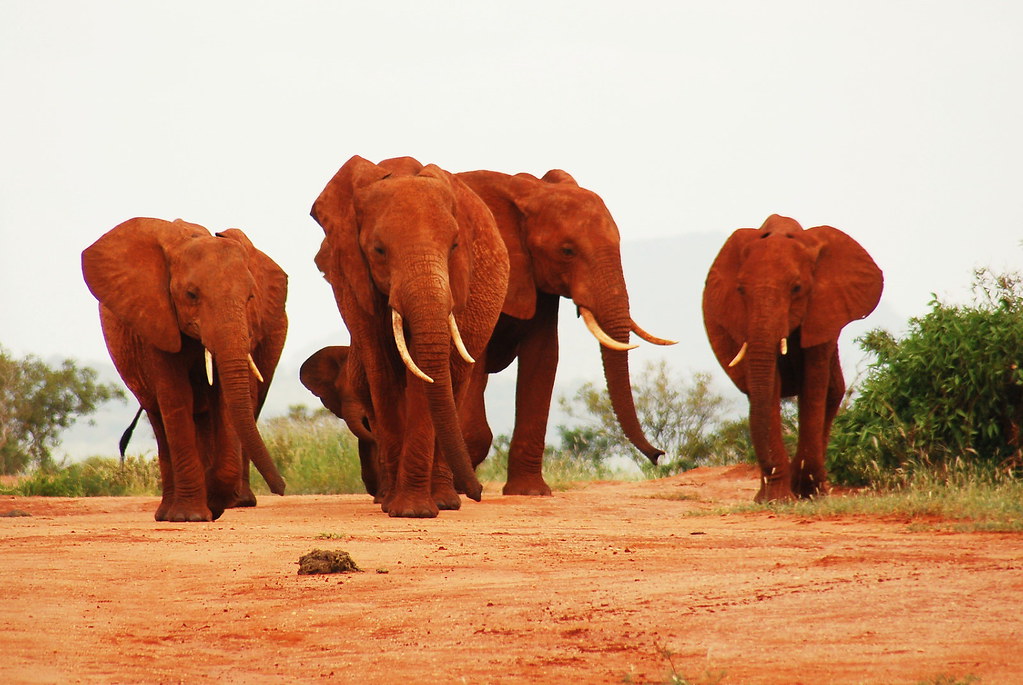 African Elephants