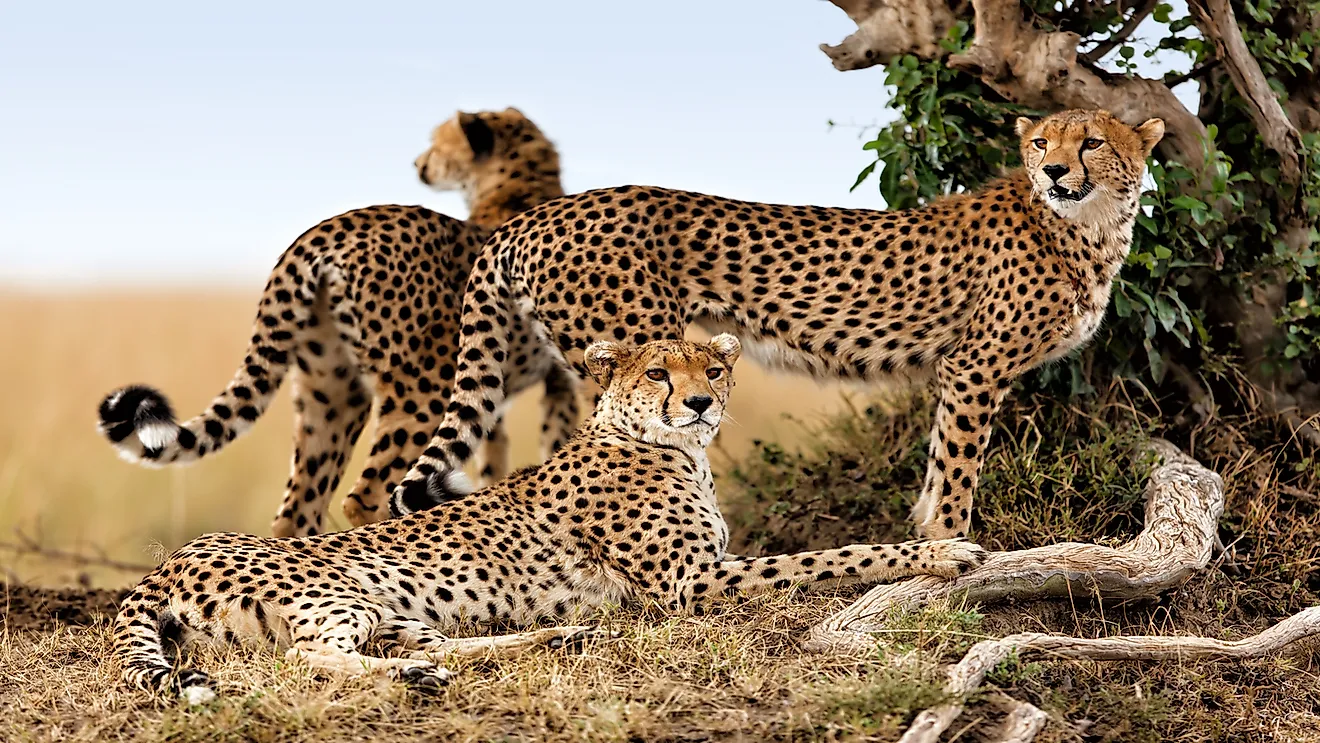 Cheetahs