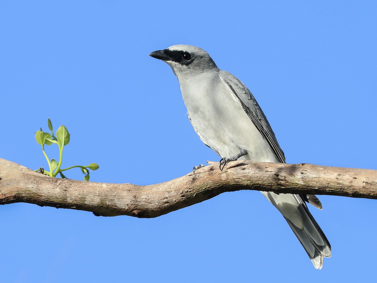 14 days Uganda Birding safaris