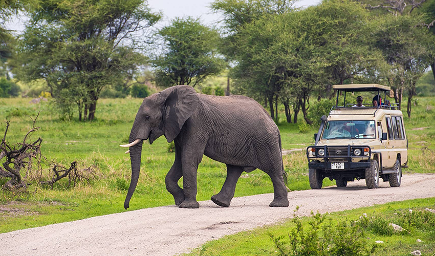 15 days Tanzania Wildlife Photography Safari