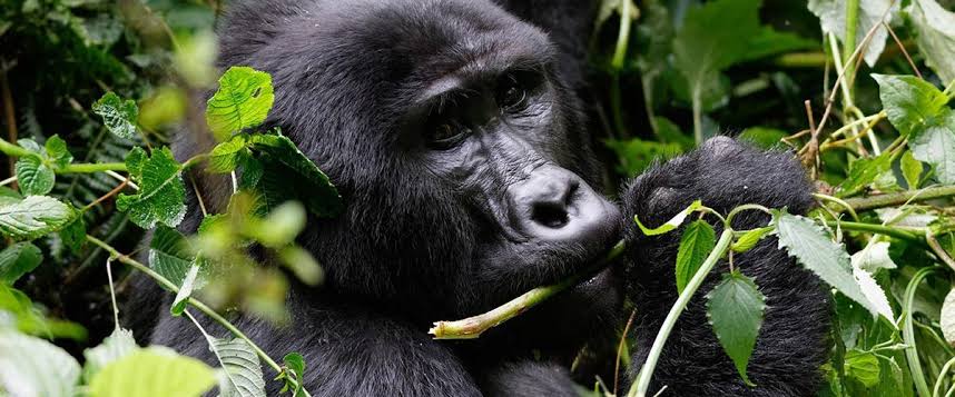 3 Days Rwanda Gorilla Trekking Tour 