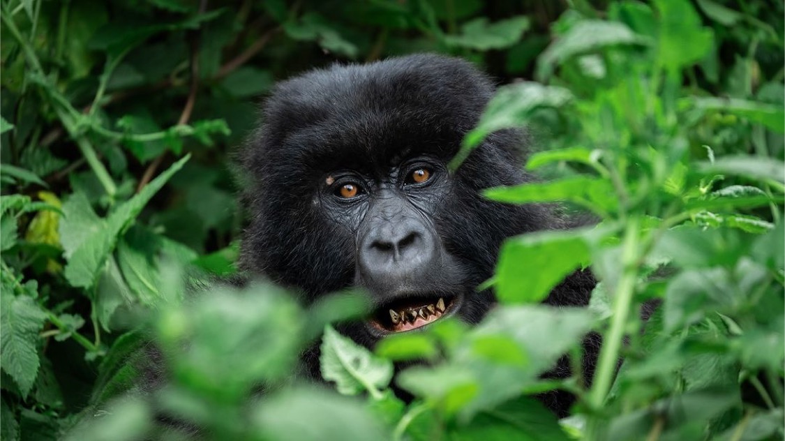 7 Days Rwanda and Bwindi