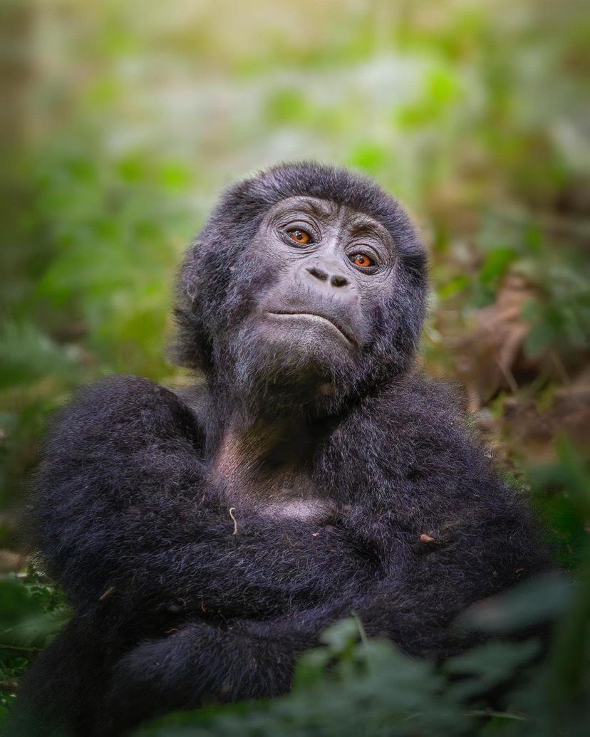 5 Days Bwindi Gorillas and Kibale Chimpanzee Safari