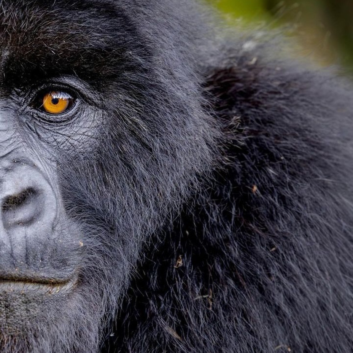 3 Days Uganda Gorilla Trekking Tour in Bwindi