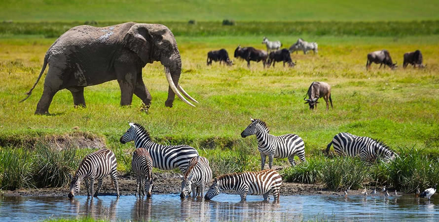 5 Days Luxury Tanzania safari
