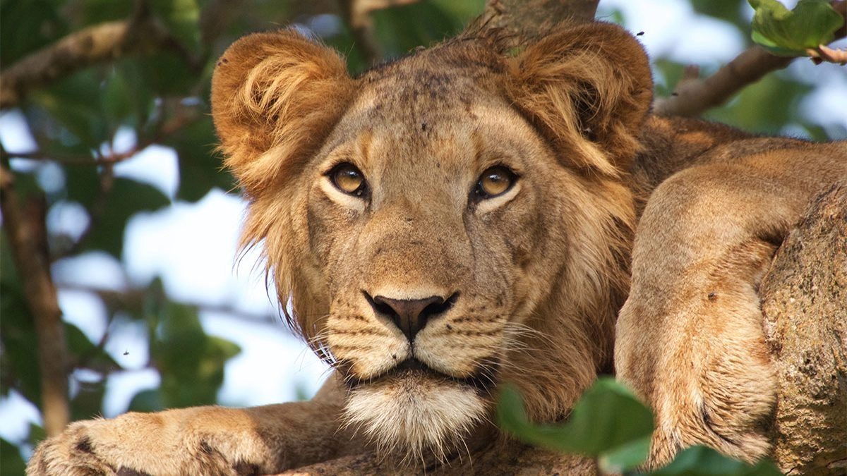 11 days Uganda cultural and wildlife safaris