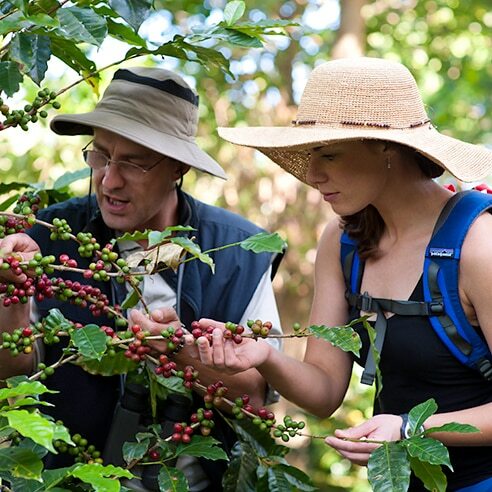 Tanzanian coffee excursions