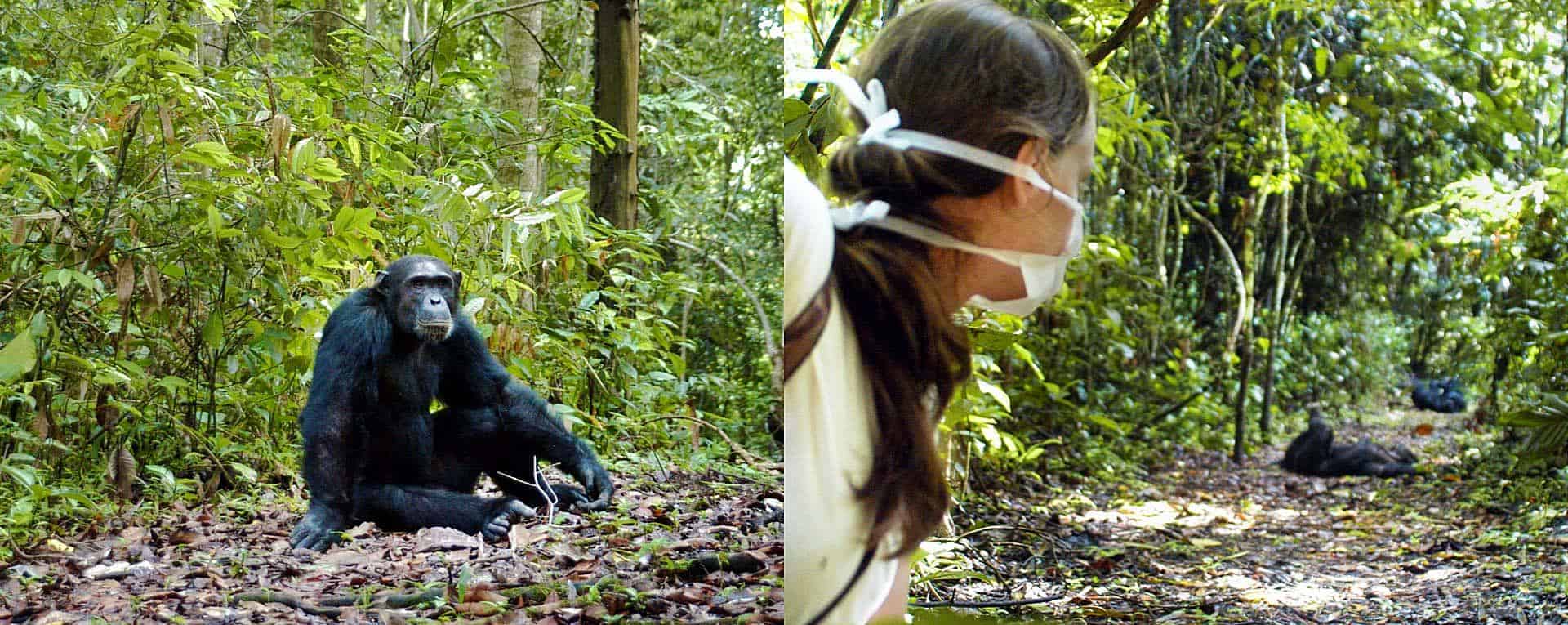 Gombe Stream National Park