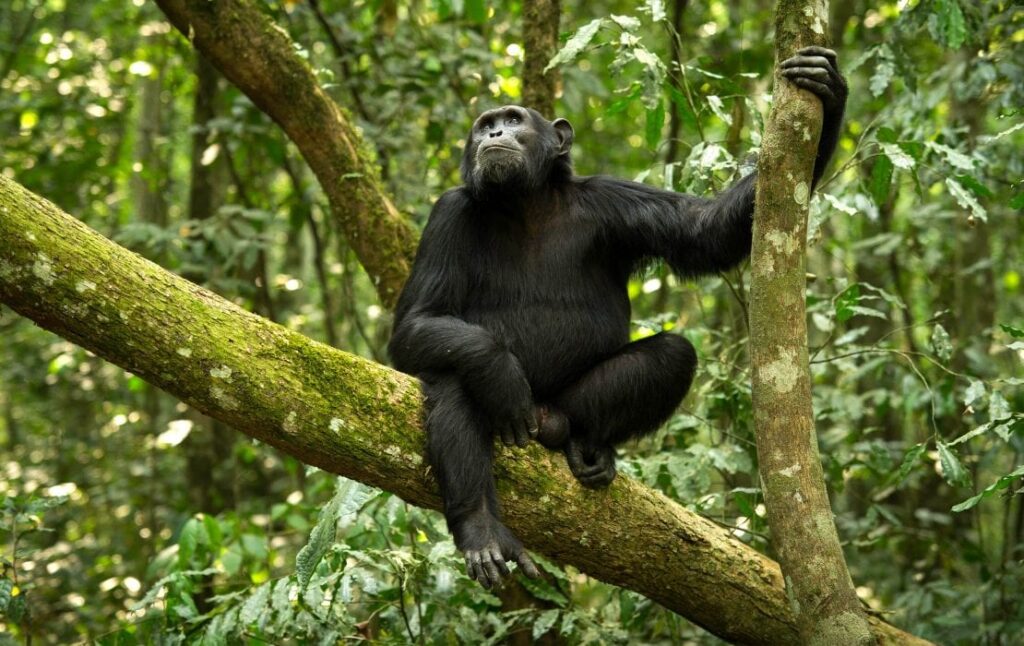 Tanzania Chimpanzee Tracking Safaris