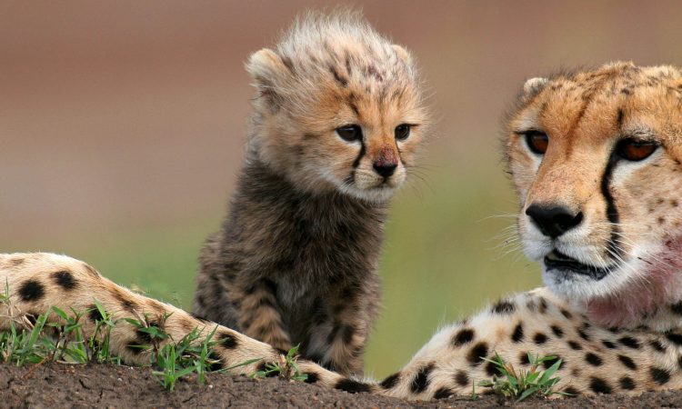 12 Days Tanzania Adventure safari