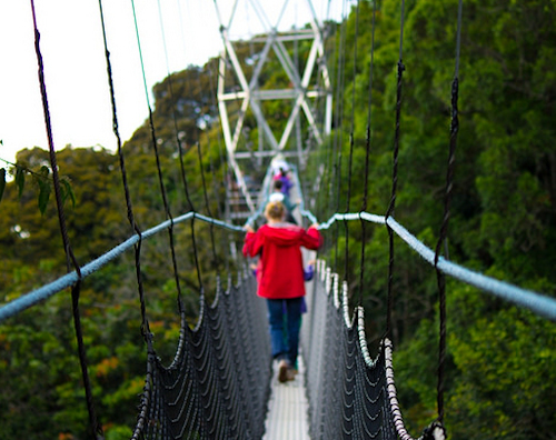 3 days Nyungwe Chimps, Canopy Walk and Hiking Tour