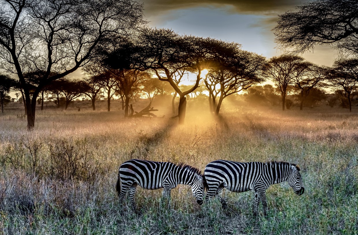 7 days Kenya and Tanzania culture and wildlife safari