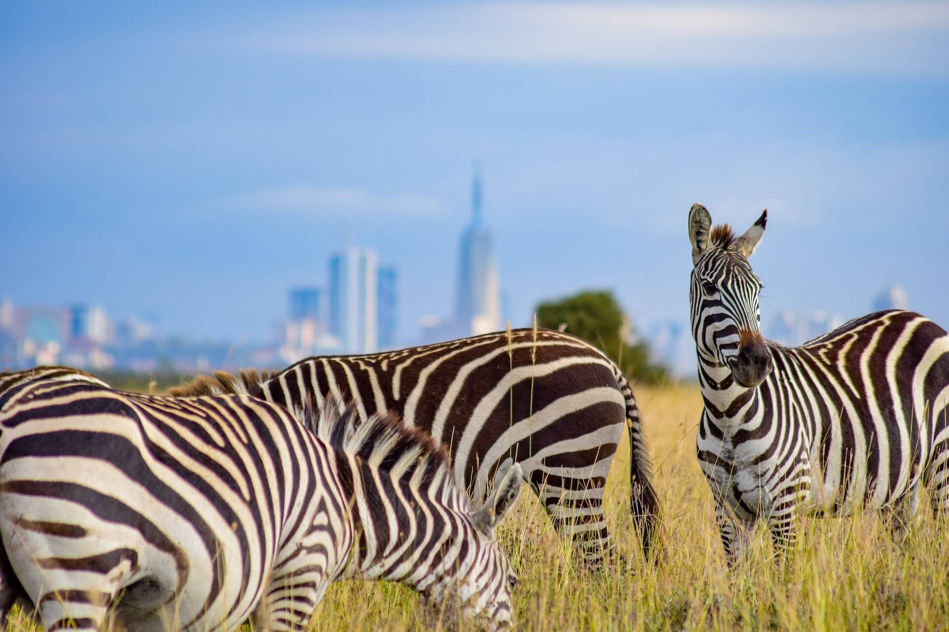 What Is Special About Nairobi National Park?