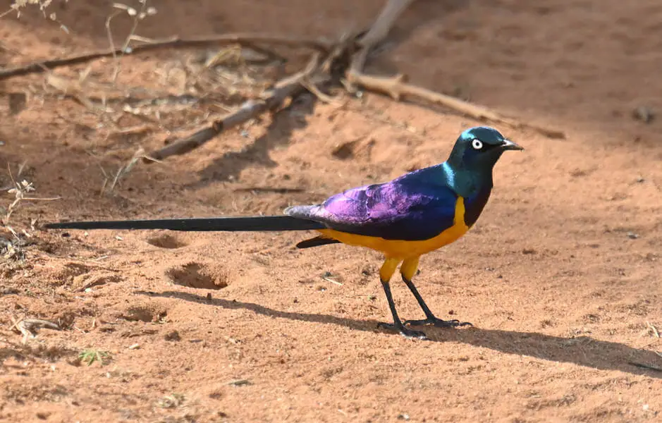 What Is The Name Of Kenya’s Largest National Park?