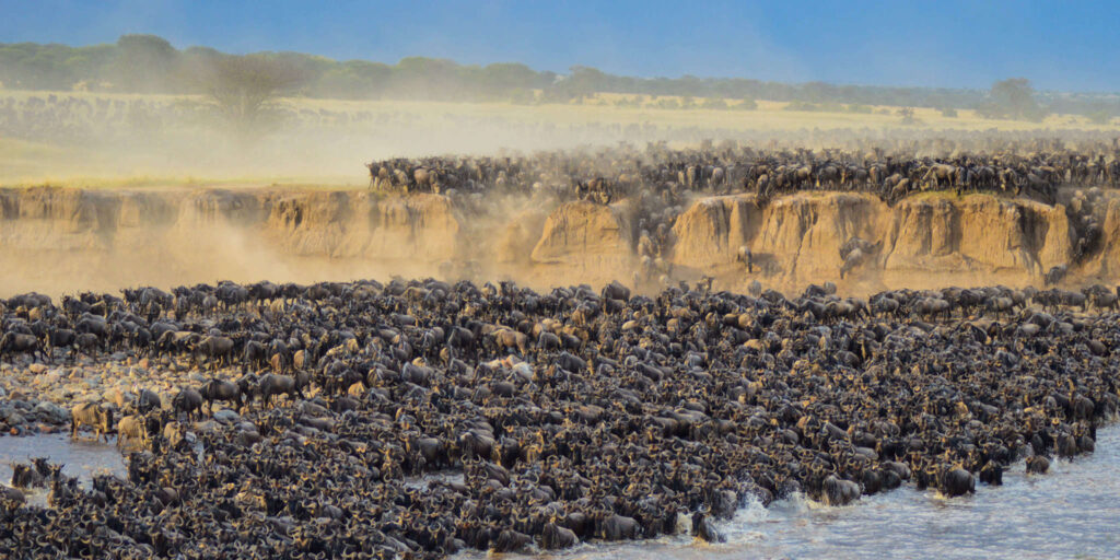 Why the Great Migration in Tanzania Should Be on Your Travel Bucket List?