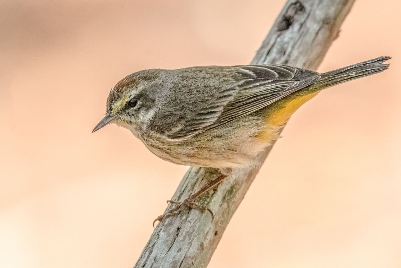 Things To Do In Bwindi Impenetrable National Park