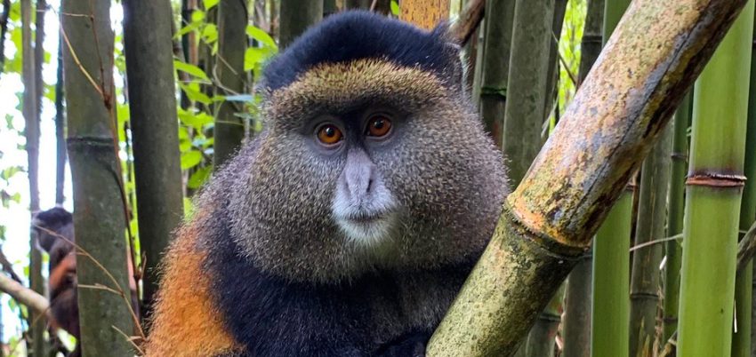 Things To Do In Mgahinga Gorilla National Park