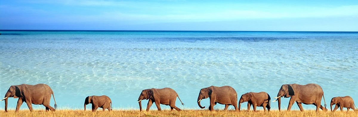 Best safari destinations near Dar es Salaam