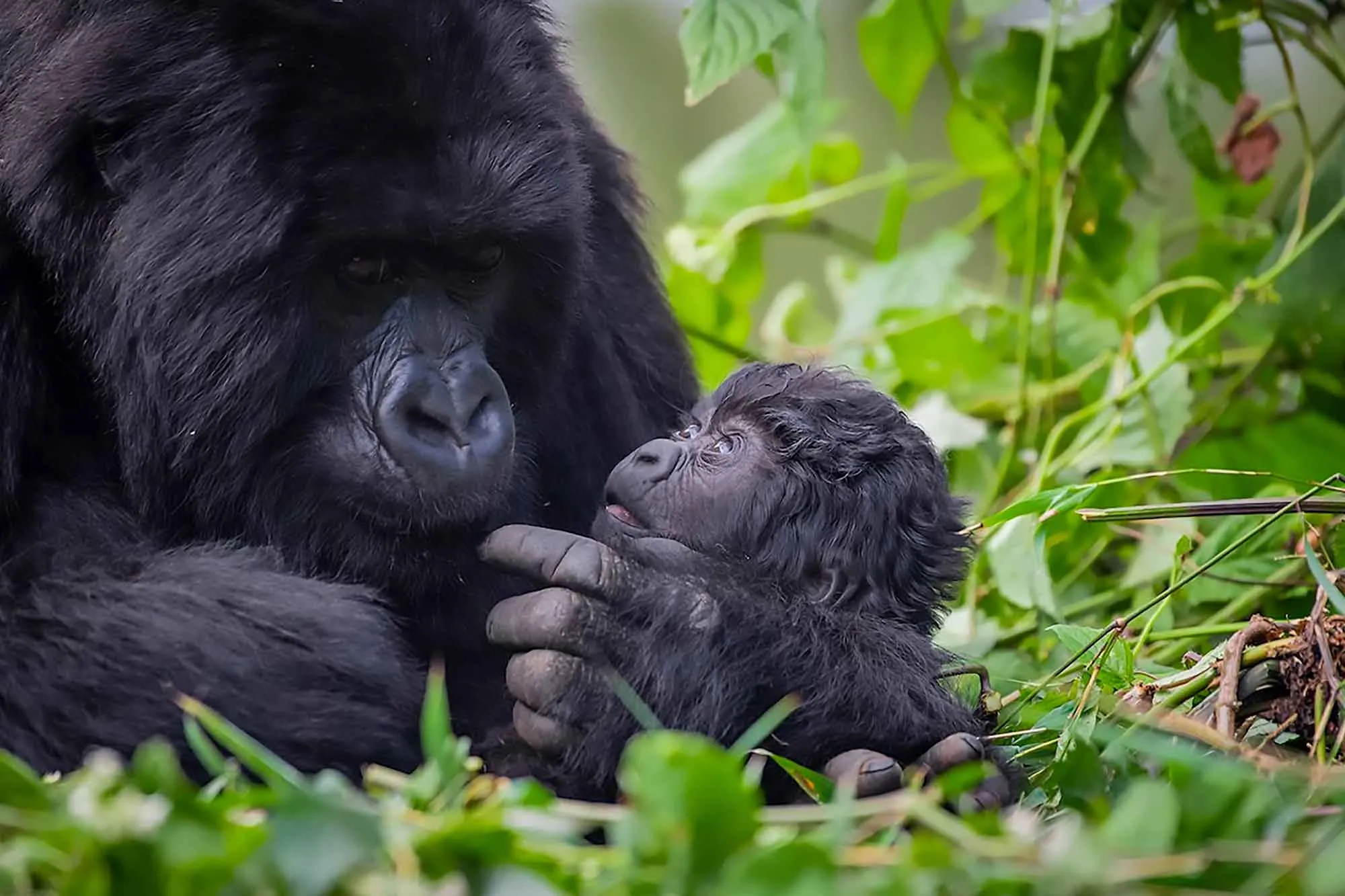 How Difficult is Gorilla Trekking in Rwanda?
