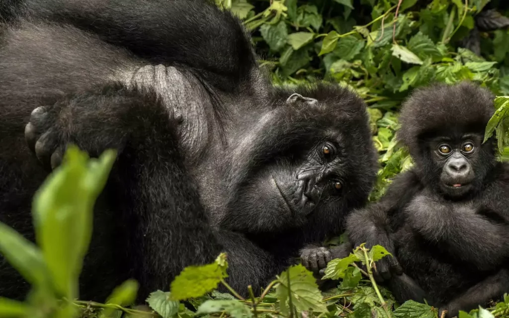 Tips on Combining a Gorilla Safari with a Tanzania Safari