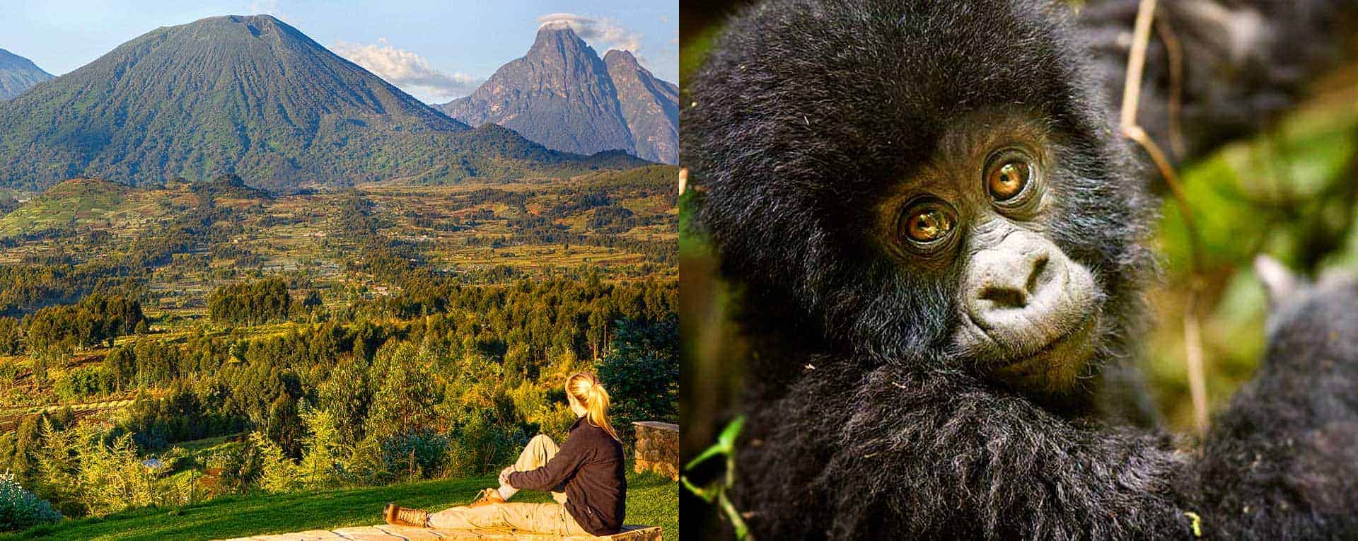 Gorilla Trekking In Volcanoes National Park