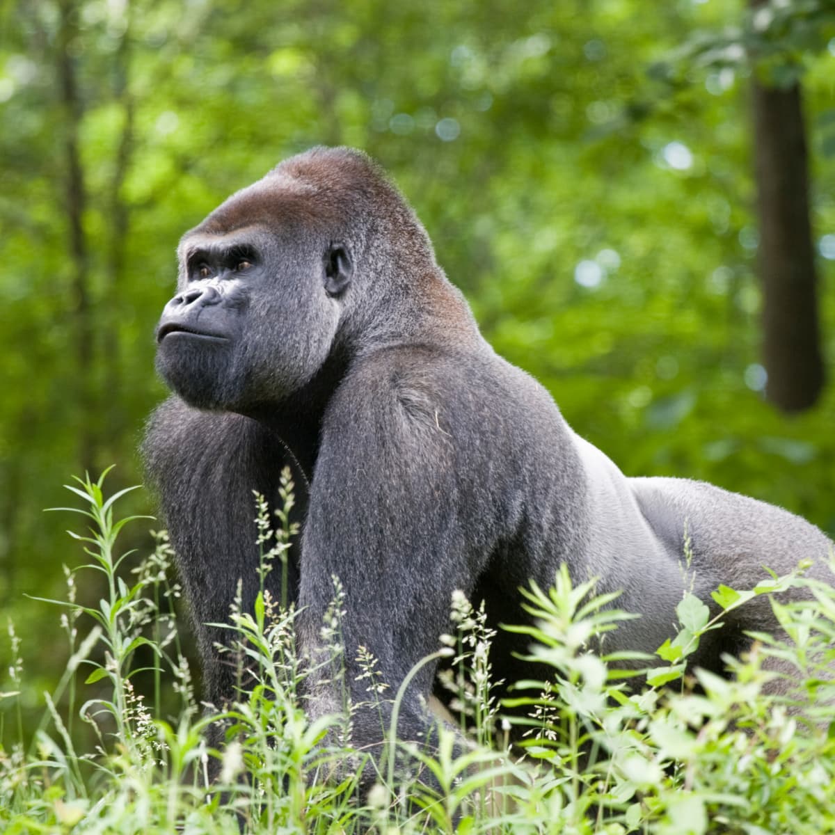 Silverback Gorilla Facts