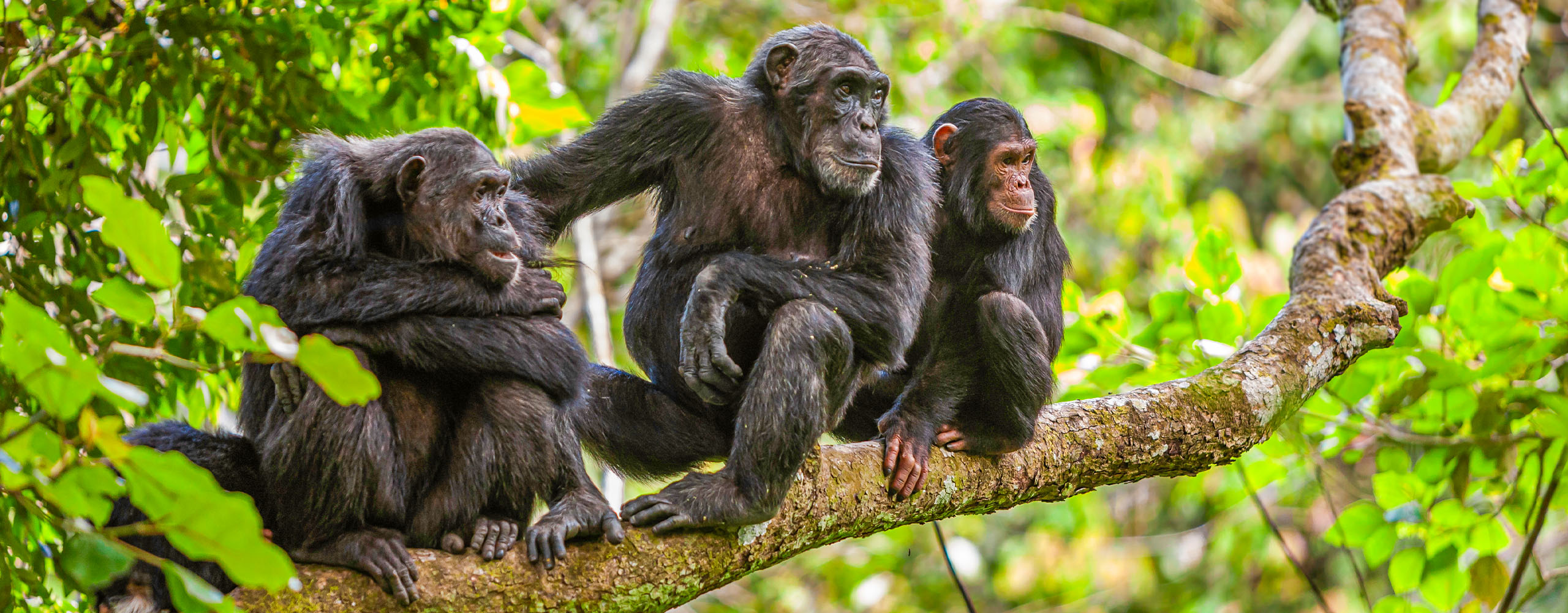Unique Activities to do in Mahale Mountains National Park