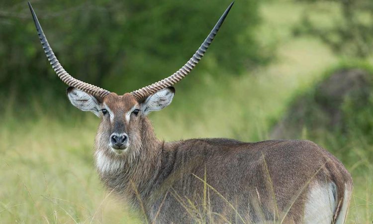 Explore Ibanda-Kyerwa National Park
