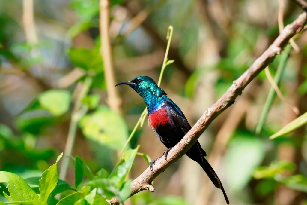 Tanzania safari in Burigi-Chato National Park