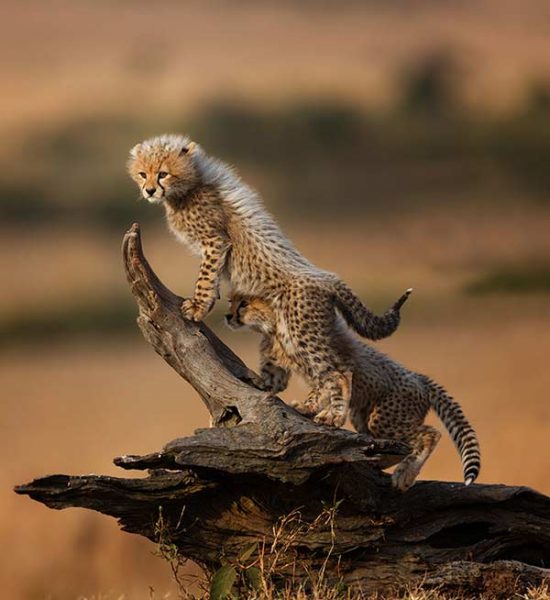 Tourist Activities in Rumanyika-karagwe National Park
