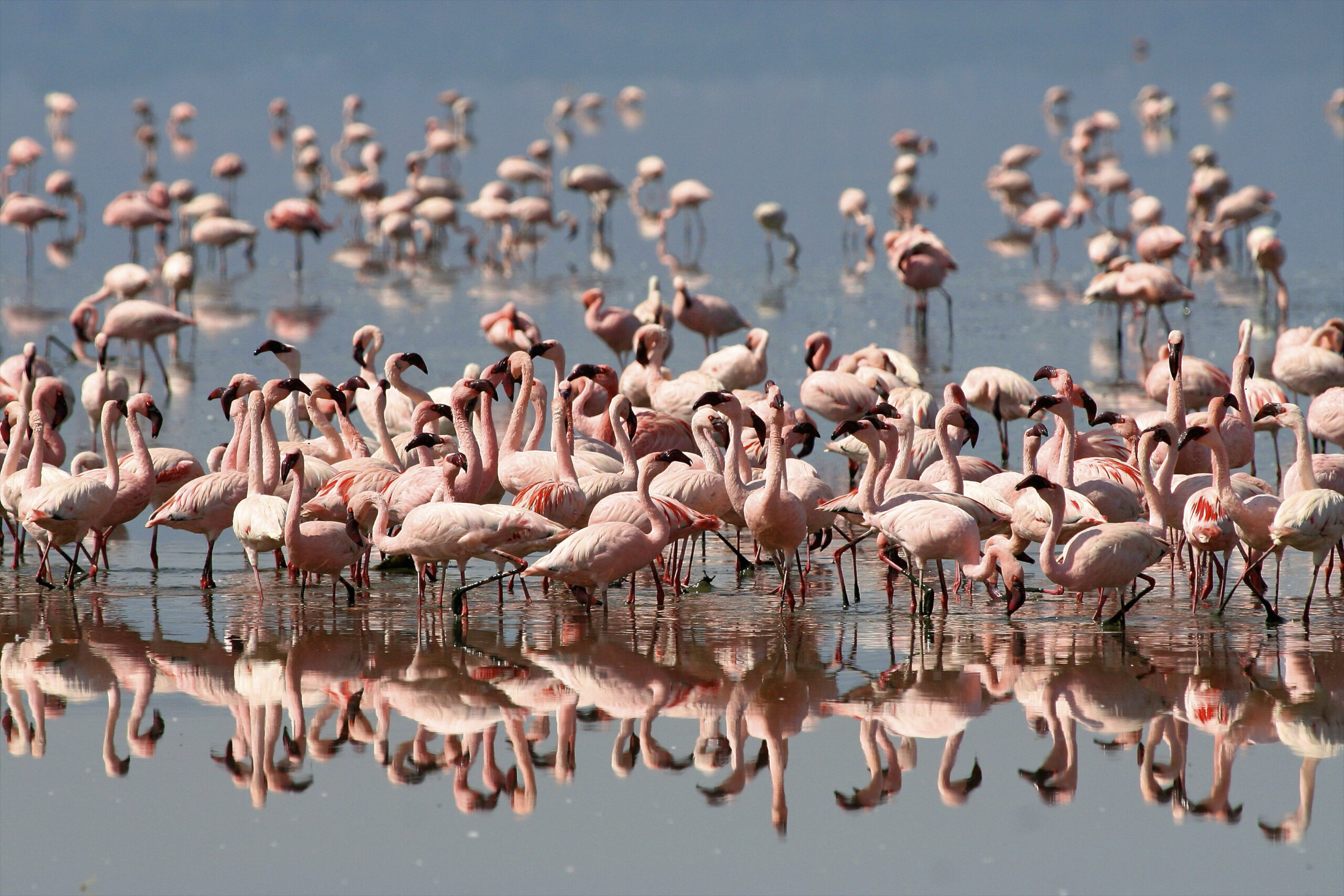 Interesting facts about Lake Natron  Tanzania