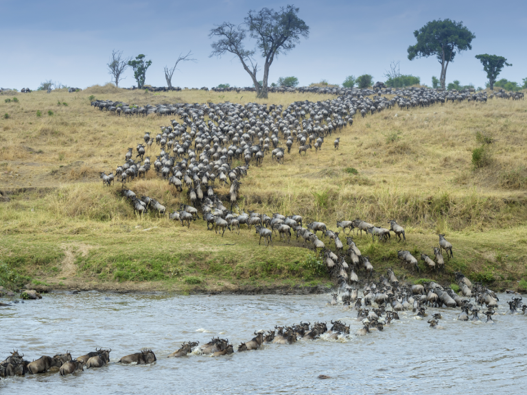 6 Days Great Migration Safari